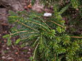 Picea abies Merki-4_1 Świerk pospolity